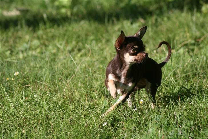 Chihuahua Gimmie From Sweetie DKK billede 11