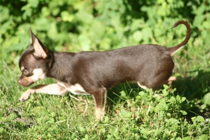 Chihuahua Gimmie From Sweetie DKK billede 12