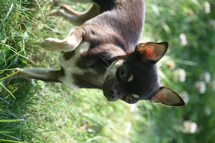 Chihuahua Gimmie From Sweetie DKK billede 13