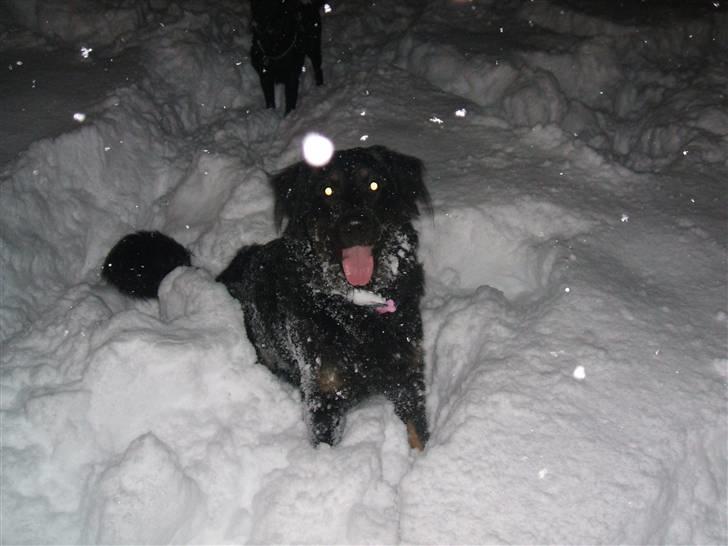 Blanding af racer bella billede 18