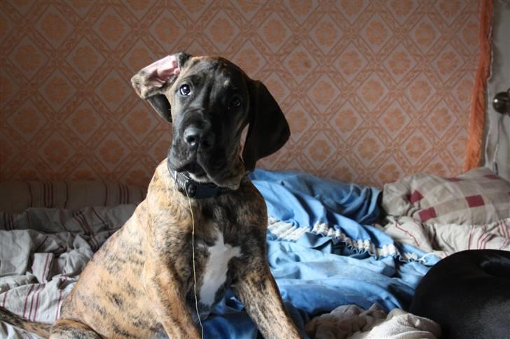 Grand danois Zeus - et billed fra hans hvalpetid. Venligst tilsendt af forrig familie- frækkert billede 4