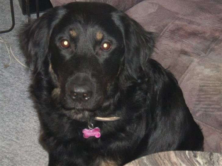 Blanding af racer bella billede 19