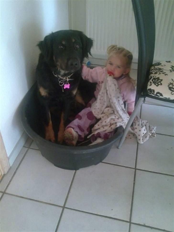 Blanding af racer bella billede 20