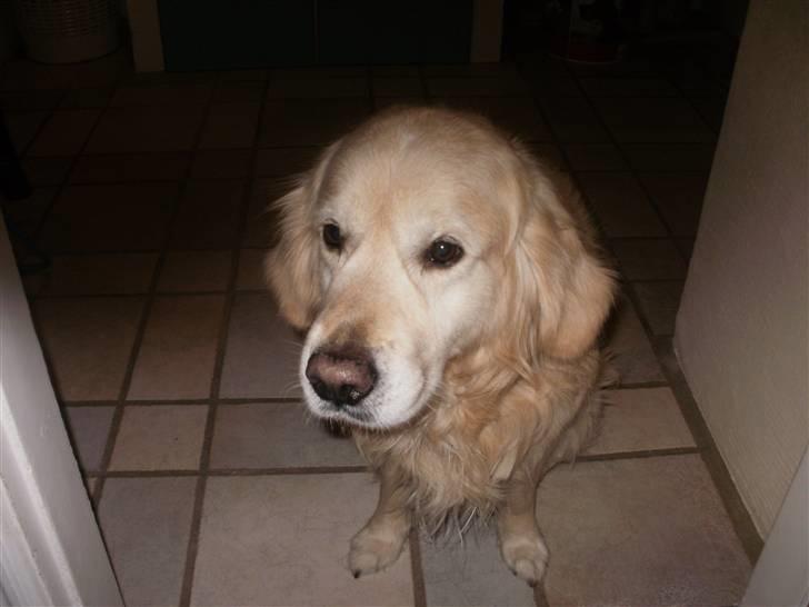 Golden retriever Anton billede 8