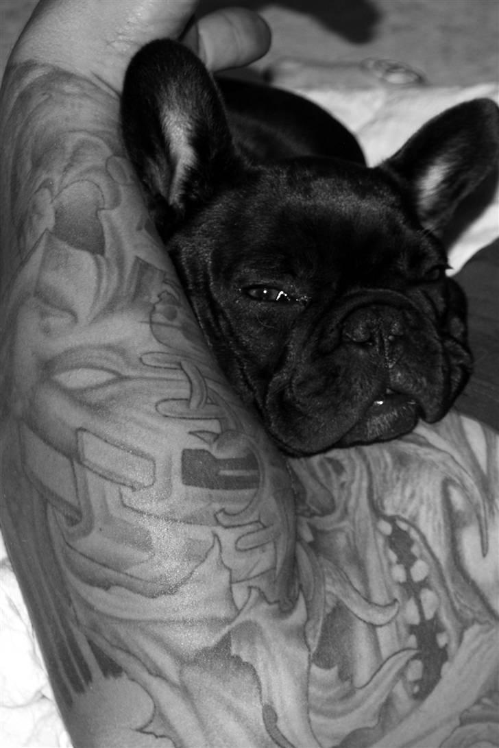 Fransk bulldog Skibelunden's Avette - Daisy putter i farmands arm :) <3 billede 15