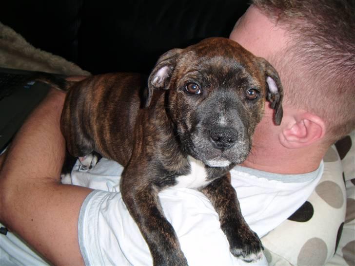 Staffordshire bull terrier Kayser billede 5