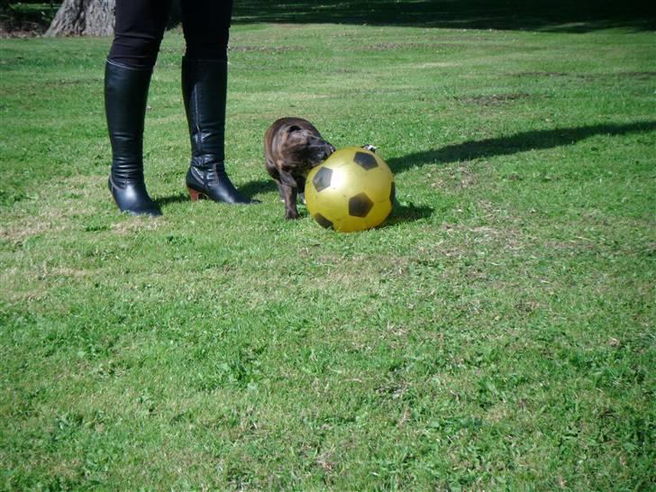 Staffordshire bull terrier Kayser - spiller bold med mor billede 6