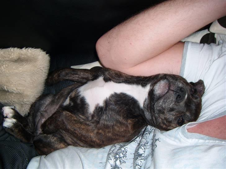 Staffordshire bull terrier Kayser - putter liiige med far  billede 7