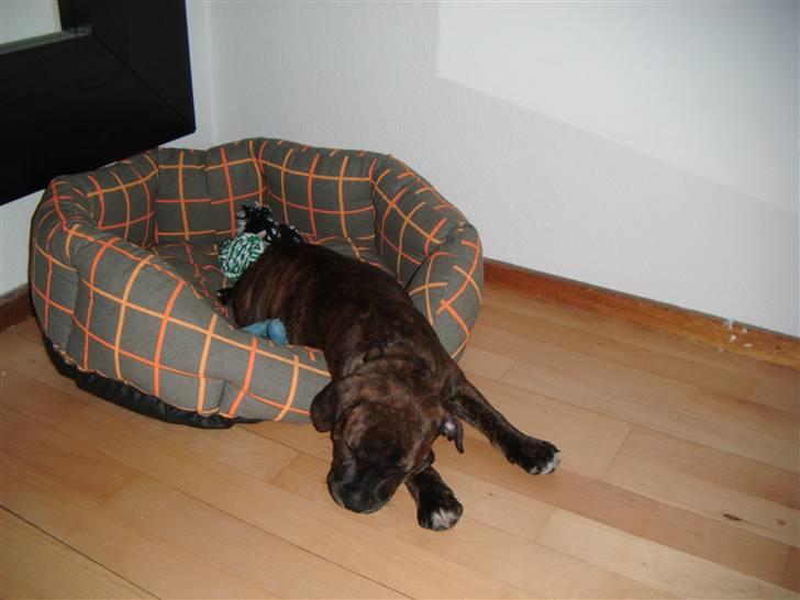 Staffordshire bull terrier Kayser - 10 uger gammel og død træt efter en laaaang tur rundt på marken billede 8