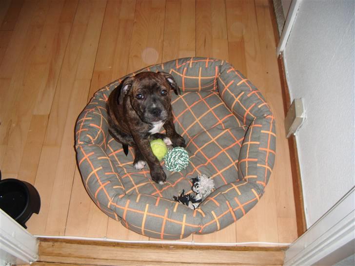 Staffordshire bull terrier Kayser billede 9