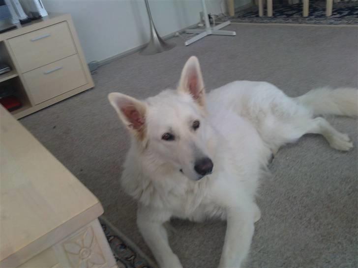 Hvid schæfer Bjørn billede 1