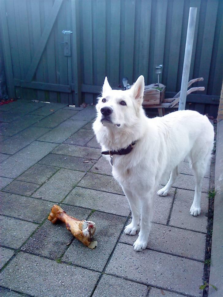 Hvid schæfer Bjørn billede 2