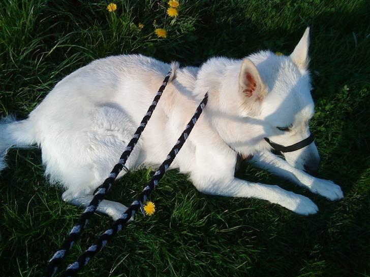 Hvid schæfer Bjørn billede 3