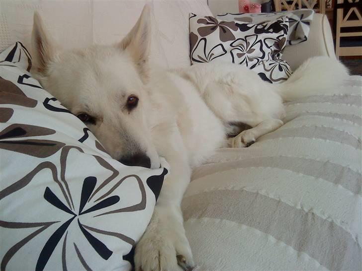 Hvid schæfer Bjørn billede 4