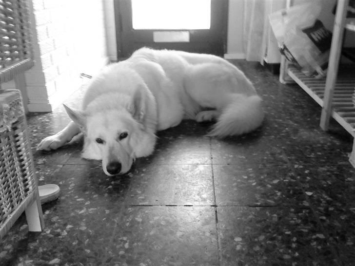 Hvid schæfer Bjørn billede 5