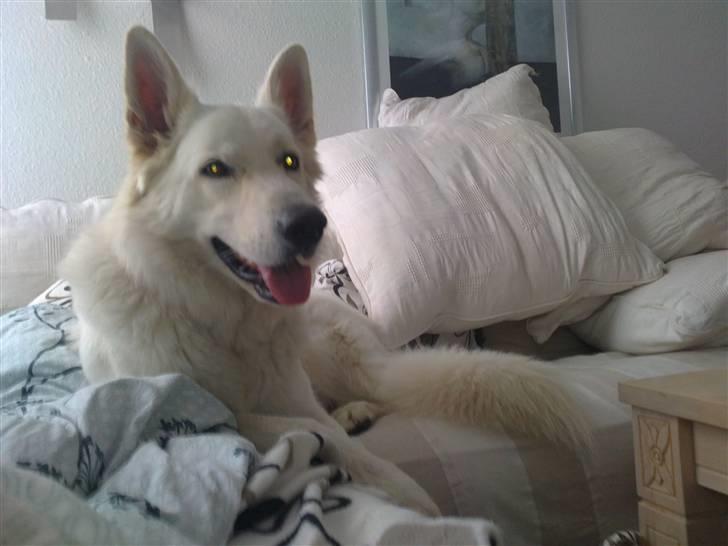 Hvid schæfer Bjørn billede 6