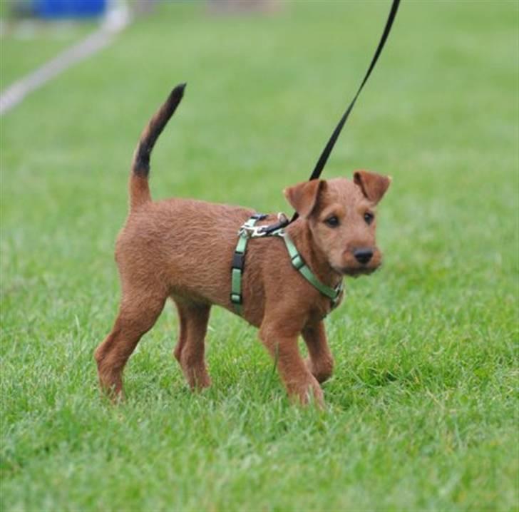 Irsk terrier Neville billede 6