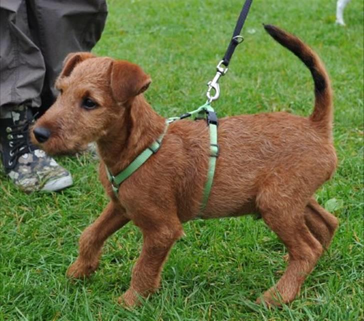 Irsk terrier Neville billede 7
