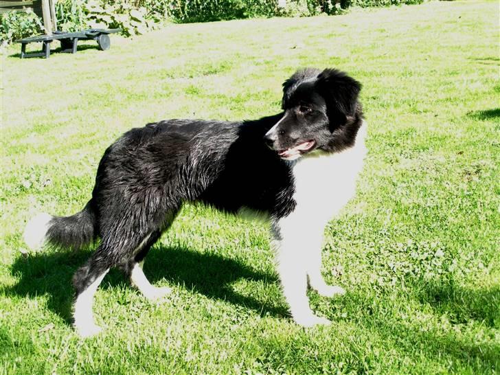 Border collie LP 1 Speedy - Speedy 23 uger sep. 2010 billede 16