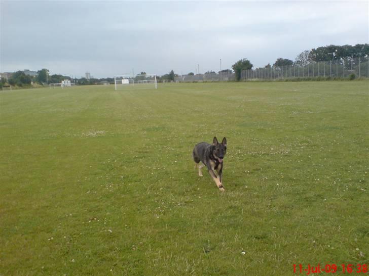 Schæferhund (hesselballe olli) billede 18