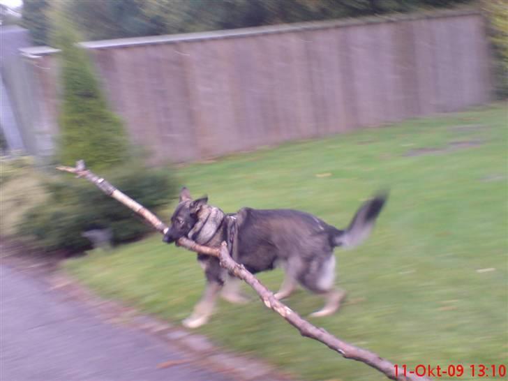 Schæferhund (hesselballe olli) billede 19