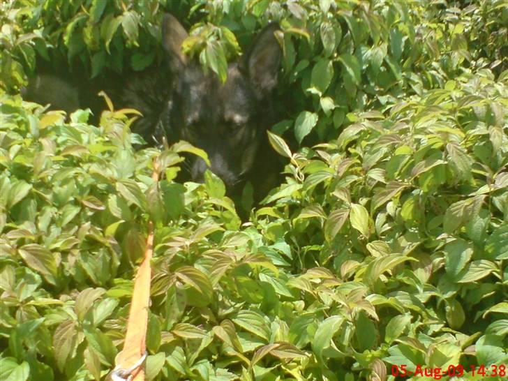 Schæferhund (hesselballe olli) billede 20