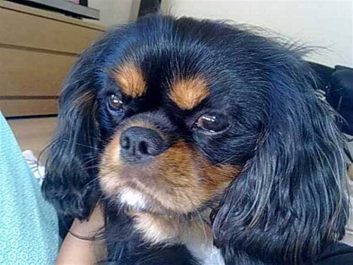 Cavalier king charles spaniel *Felix* billede 17