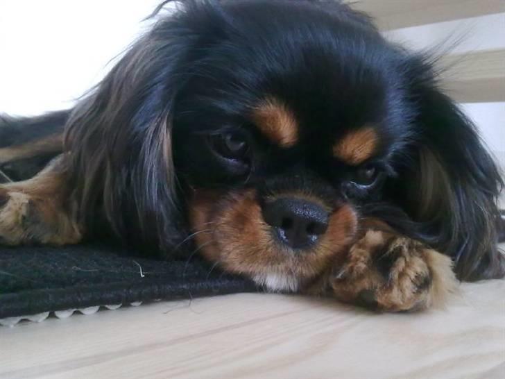 Cavalier king charles spaniel *Felix* billede 18