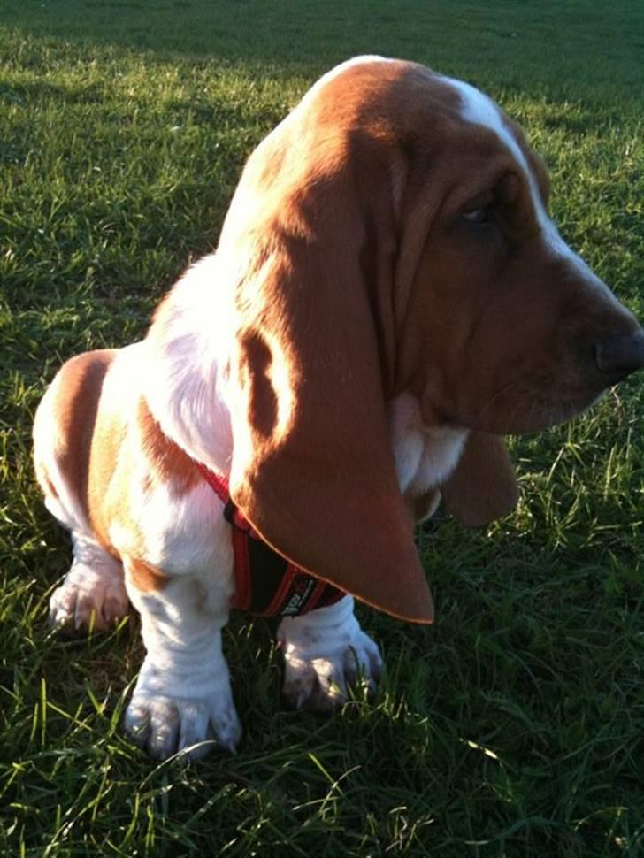 Basset hound Wilma - Ude i det fri, har fået øje på et eller andet spændende billede 7
