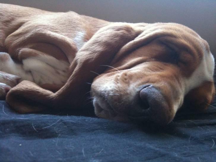 Basset hound Wilma - Pølsen tar lige en lur på sofaen billede 8