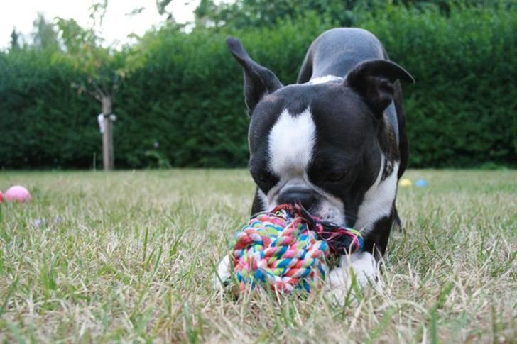 Boston terrier Conrad billede 17