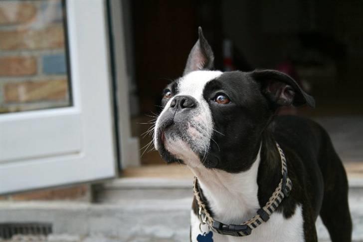 Boston terrier Conrad billede 18