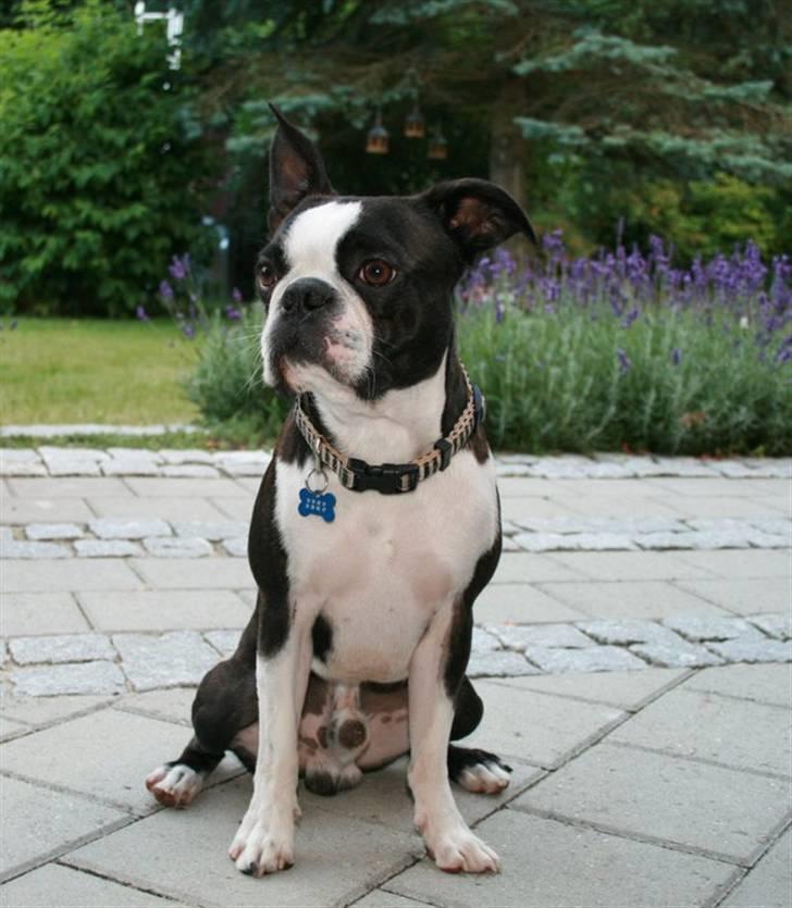 Boston terrier Conrad billede 19