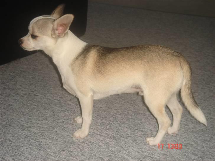 Chihuahua Ravns Cosmo R.I.P billede 14