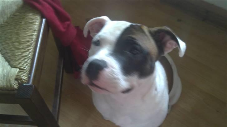 Staffordshire bull terrier Ozzy billede 12