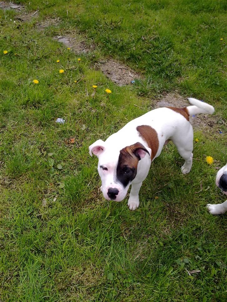 Staffordshire bull terrier Ozzy billede 13