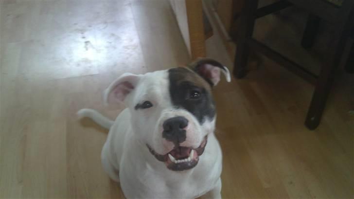 Staffordshire bull terrier Ozzy billede 14