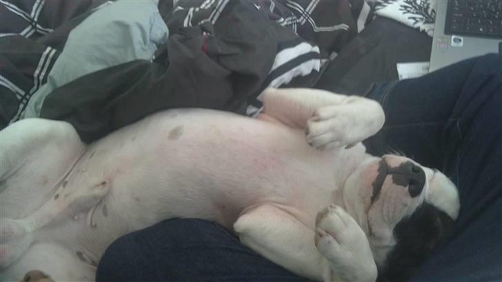 Staffordshire bull terrier Ozzy billede 15