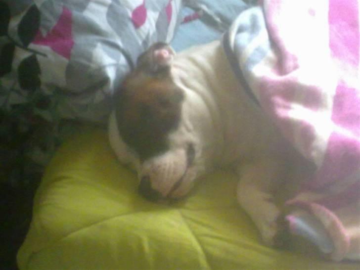 Staffordshire bull terrier Ozzy billede 16