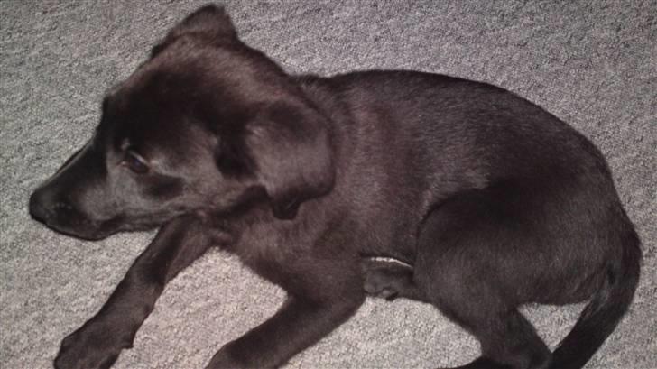 Blanding af racer Chien billede 1