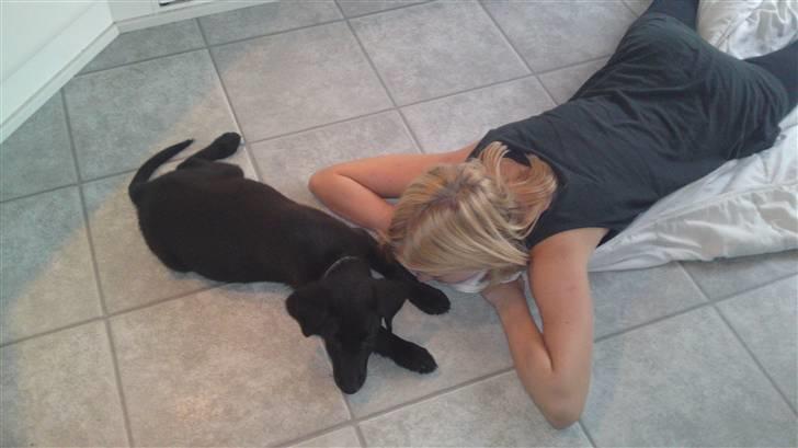 Blanding af racer Chien - Alt hvad der ligger på gulvet må man lege med... billede 2