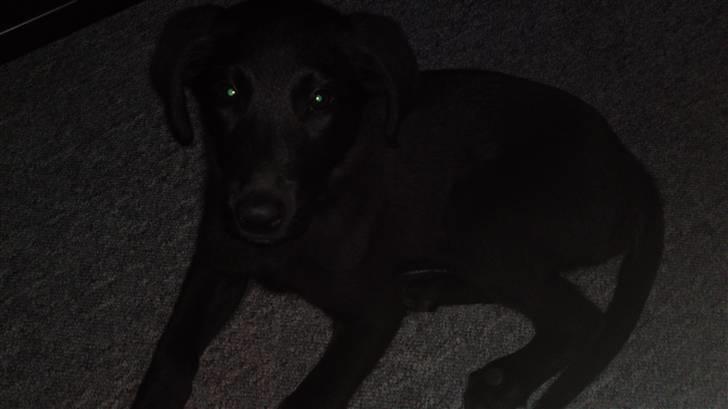 Blanding af racer Chien billede 3