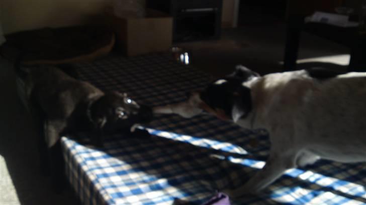 Blanding af racer Chien - Du må ikke tage den. Jeg havde den først. billede 4