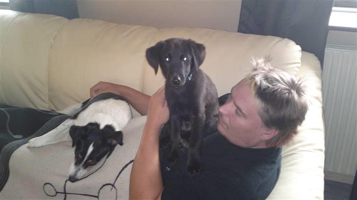 Blanding af racer Chien - Søndagshygge på fars mave. billede 5