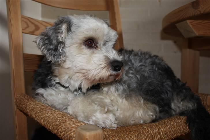 Løwchen Vaps billede 1