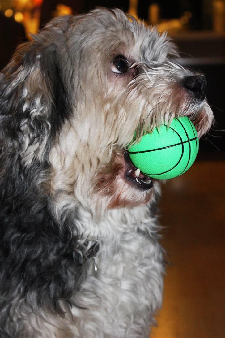 Løwchen Vaps billede 2