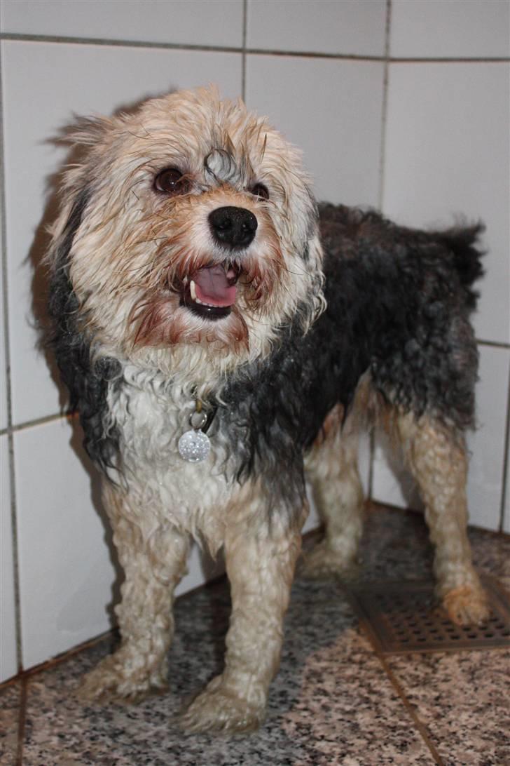 Løwchen Vaps billede 3