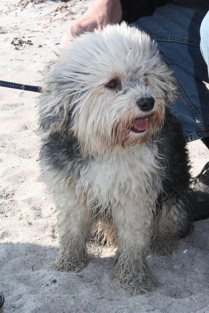 Løwchen Vaps billede 4