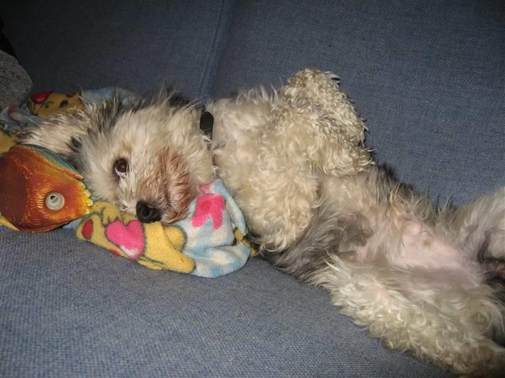 Løwchen Vaps billede 5