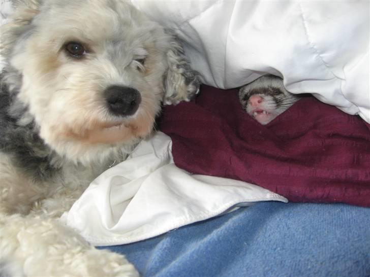 Løwchen Vaps billede 6